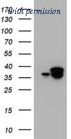 OriGene TA800639AM image 1