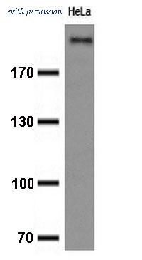 OriGene TA800648S image 1
