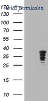OriGene TA800651BM image 1