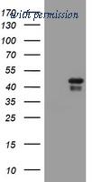 OriGene TA800656BM image 1