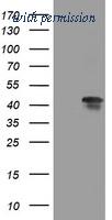 OriGene TA800657AM image 1