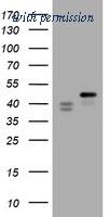 OriGene TA800658BM image 1