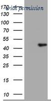 OriGene TA800659AM image 1