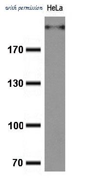 OriGene TA800663S image 1