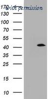 OriGene TA800667BM image 1