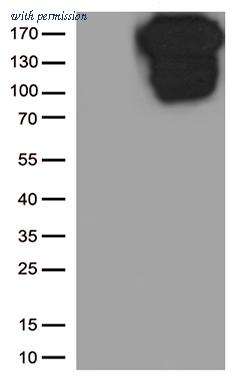 OriGene TA800669BM image 1