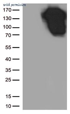 OriGene TA800670AM image 1
