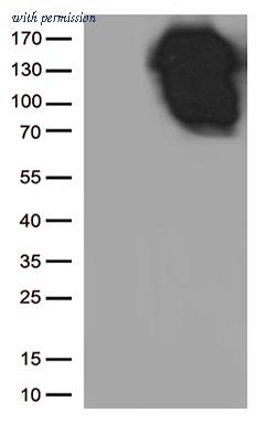 OriGene TA800671S image 1