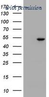 OriGene TA800683S image 1