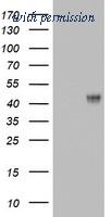 OriGene TA800685AM image 1