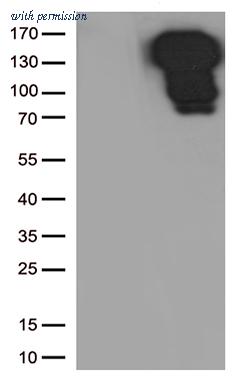 OriGene TA800691S image 1