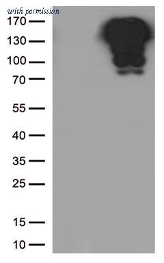 OriGene TA800692AM image 1