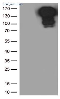 OriGene TA800696AM image 1