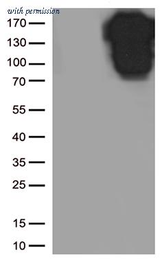 OriGene TA800718AM image 1