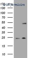 OriGene TA800722BM image 1