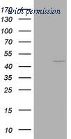 OriGene TA800723AM image 1