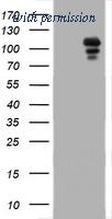 OriGene TA800729AM image 1