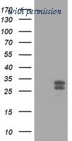 OriGene TA800732BM image 1