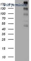 OriGene TA800739AM image 1