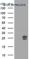 OriGene TA800745AM image 1