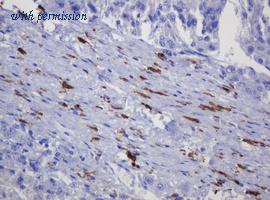 OriGene TA800765AM image 1
