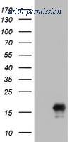 OriGene TA800787AM image 1