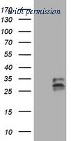 OriGene TA800788AM image 1