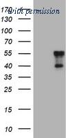 OriGene TA800790AM image 1