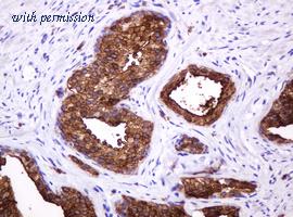 OriGene TA800794BM image 1