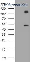OriGene TA800802S image 1
