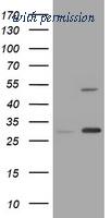 OriGene TA800818AM image 1