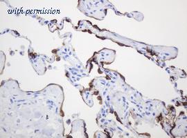 OriGene TA800838S image 1