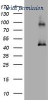 OriGene TA800853BM image 1