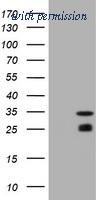 OriGene TA800856S image 1
