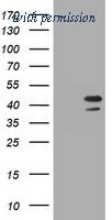 OriGene TA800875AM image 1