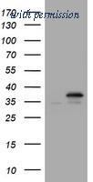 OriGene TA800879S image 1
