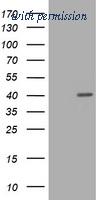 OriGene TA800880S image 1