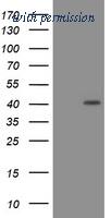 OriGene TA800881BM image 1