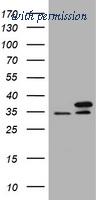 OriGene TA800897AM image 1