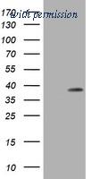 OriGene TA800921S image 1
