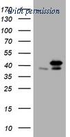 OriGene TA800970S image 1