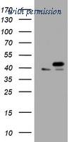 OriGene TA800975S image 1