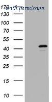OriGene TA800976BM image 1