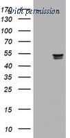 OriGene TA801080AM image 1