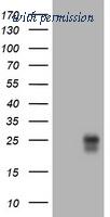 OriGene TA801084AM image 1
