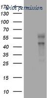 OriGene TA801089AM image 1