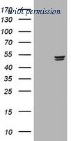 OriGene TA801096BM image 1