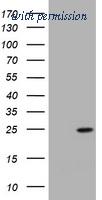 OriGene TA801107S image 1