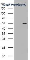 OriGene TA801117AM image 1