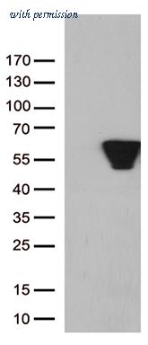 OriGene TA801121BM image 1